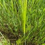 Hordeum pusillum Foglia