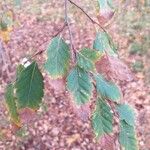 Nothofagus obliqua 葉