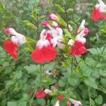 Salvia × jamensis Virág