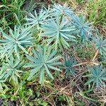 Euphorbia piscatoria Hoja