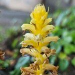 Orobanche flava Flower