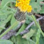 Crepis conyzifolia Квітка