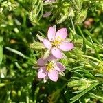 Spergularia rubra Flor