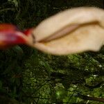 Xanthosoma undipes Virág