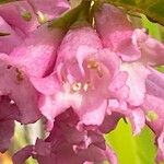 Buddleja colvilei Flor