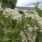 Parthenium integrifolium Çiçek