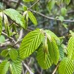 Carpinus orientalis Blad