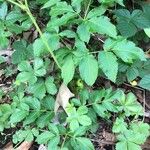 Aralia hispida Folha