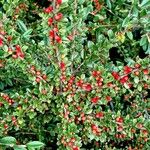 Cotoneaster nan-shan ശീലം