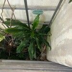 Philodendron pedatum Лист