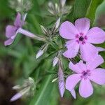 Phlox pilosa Flor
