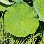 Nelumbo nucifera Blatt