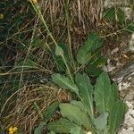 Hieracium pedemontanum Habitus