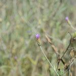 Xeranthemum cylindraceum Flor