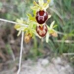 Ophrys provincialis Lorea
