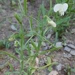 Lathyrus sativus Celota