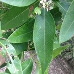 Avicennia germinans Leaf