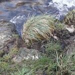 Carex paniculata পাতা
