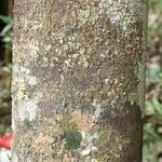 Macoubea guianensis Кора