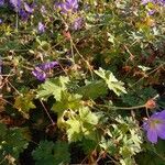 Geranium spp. Habit