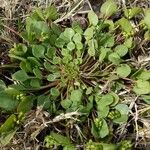 Claytonia rubra Blatt