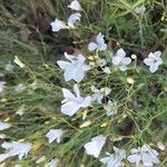 Linum suffruticosum Цветок