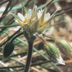 Cerastium semidecandrum Flower