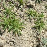 Cryptantha clevelandii Habitus