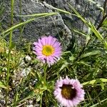 Erigeron alpinus Květ