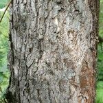 Ulmus laevis പുറംതൊലി