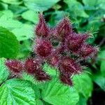 Rubus phoenicolasius Fruit