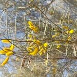 Acacia doratoxylon Fruit