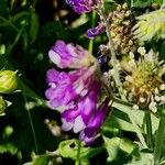 Vicia eriocarpa Blodyn