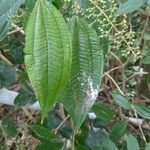 Miconia laevigata Foglia