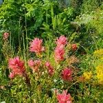 Castilleja miniata ফুল