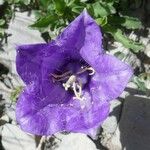 Campanula alpestris Flower