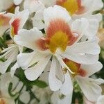 Schizanthus pinnatus 花