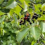 Prunus serotina Fruchs