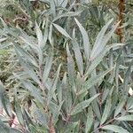 Mahonia fortunei Leaf