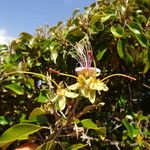 Capparis cynophallophora 形态