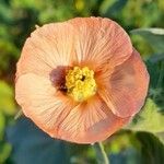 Abutilon pauciflorum Flower