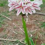 Hippeastrum vittatum Flower