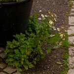 Tanacetum parthenium Květ