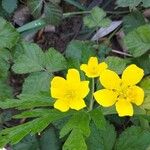 Anemone ranunculoides Květ