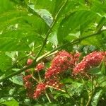 Geissois racemosa Frucht