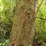 Afzelia pachyloba Corteza