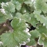 Hydrocotyle sibthorpioides Leaf