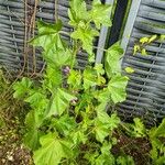 Malva parviflora Blatt