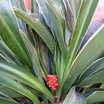 Rohdea japonica Blatt