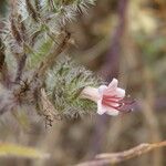 Echium asperrimum Fleur